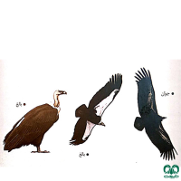 گونه دال پشت سفید White-rumped Vulture
